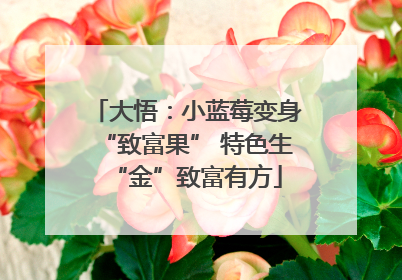 大悟：小蓝莓变身“致富果” 特色生“金”致富有方